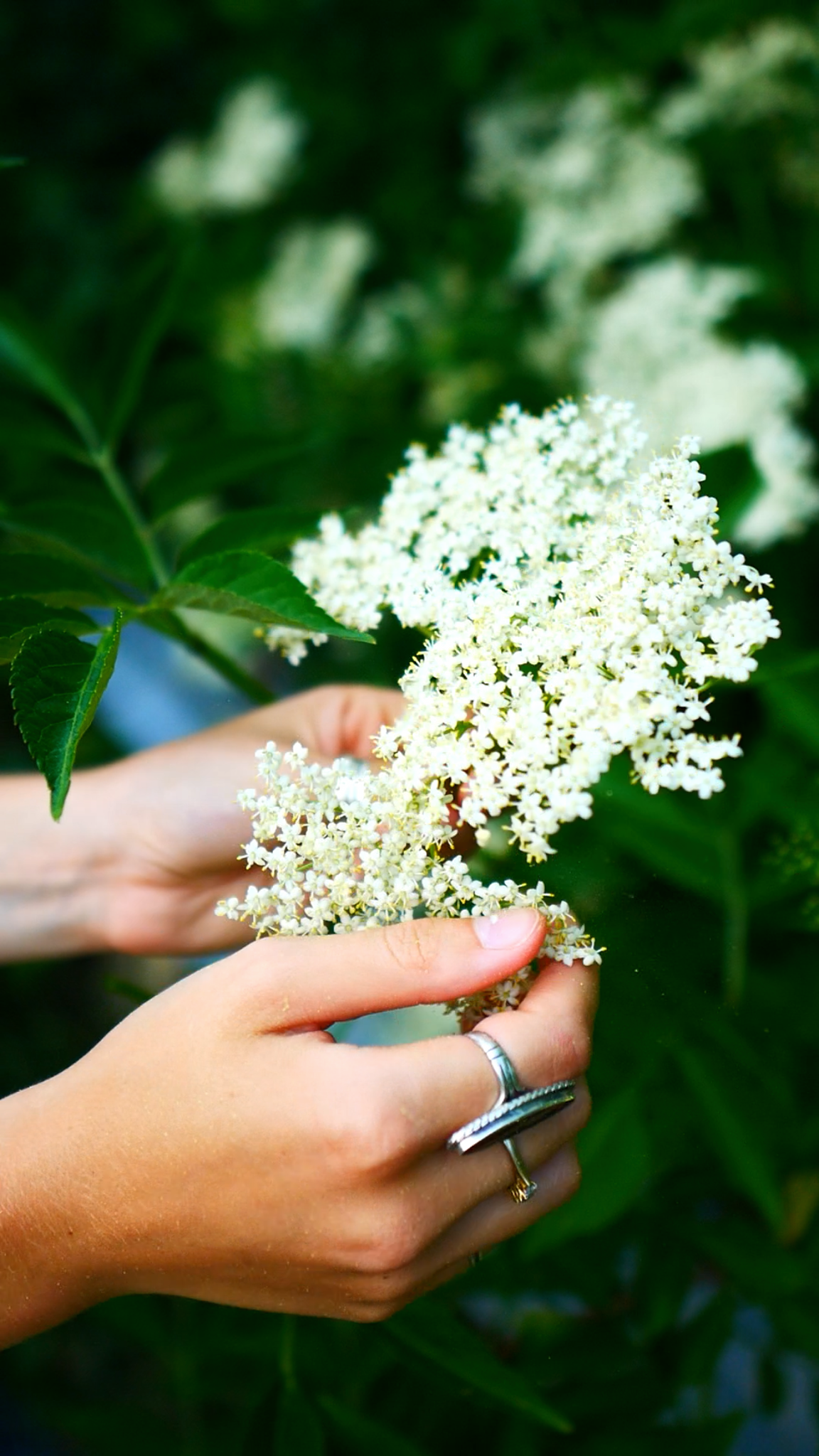 Elder - Sambucus nigra