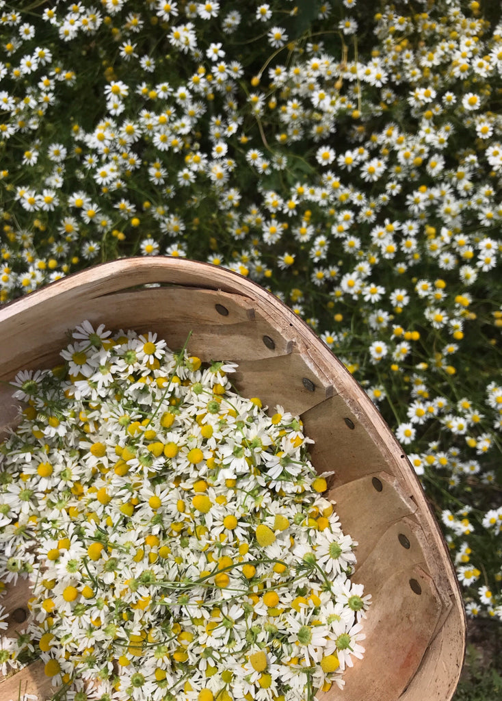 Chamomile (german) - Matricaria chamomilla