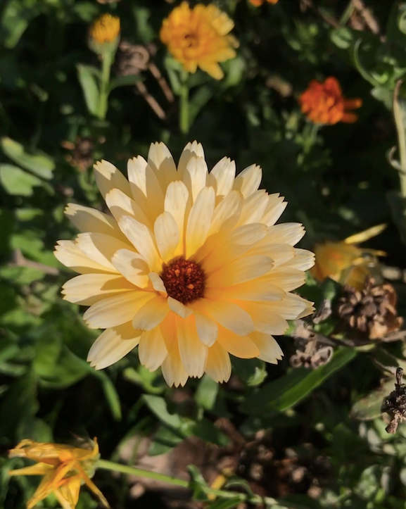 Calendula - Calendula officinalis