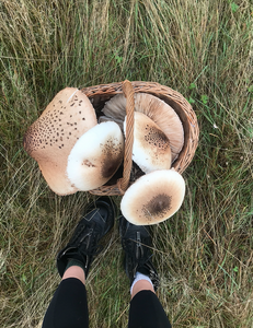 Parasol Mushroom - Macrolepiota procera