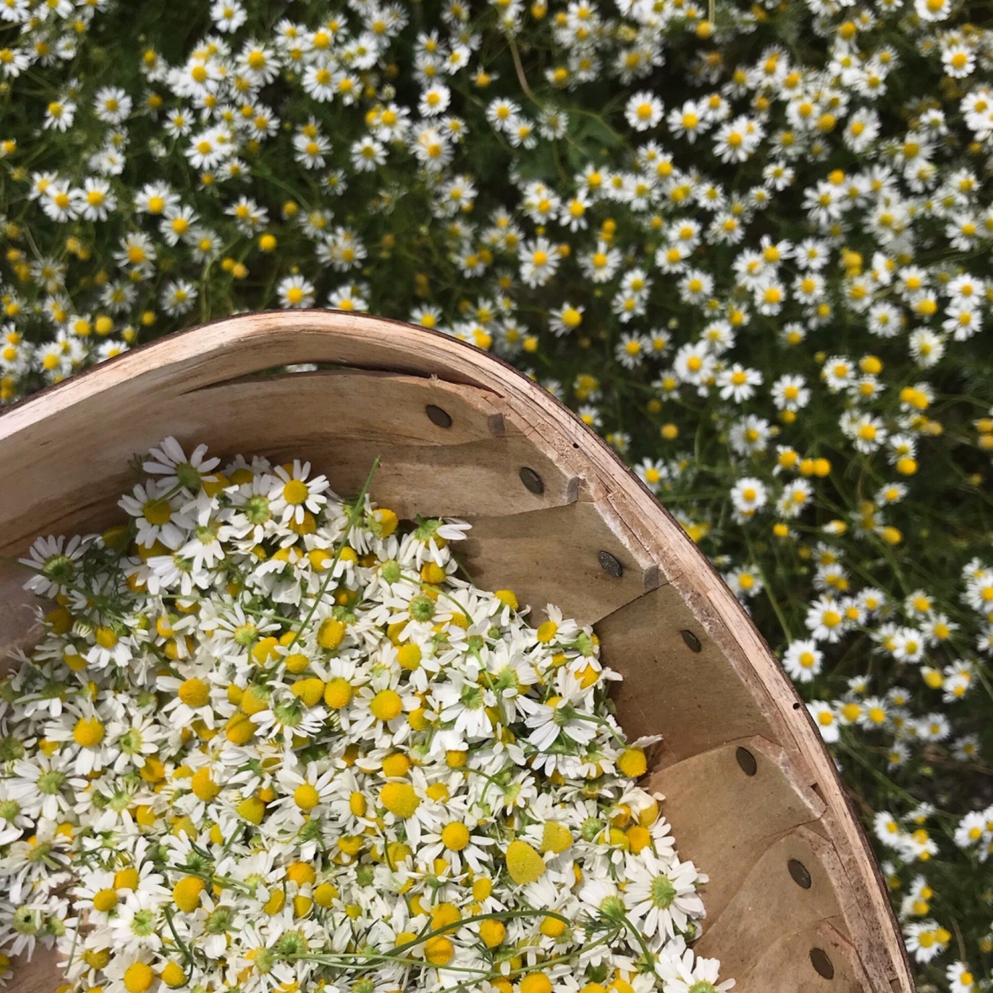 Summer Foraging Walk | 22nd June | Sevenoaks