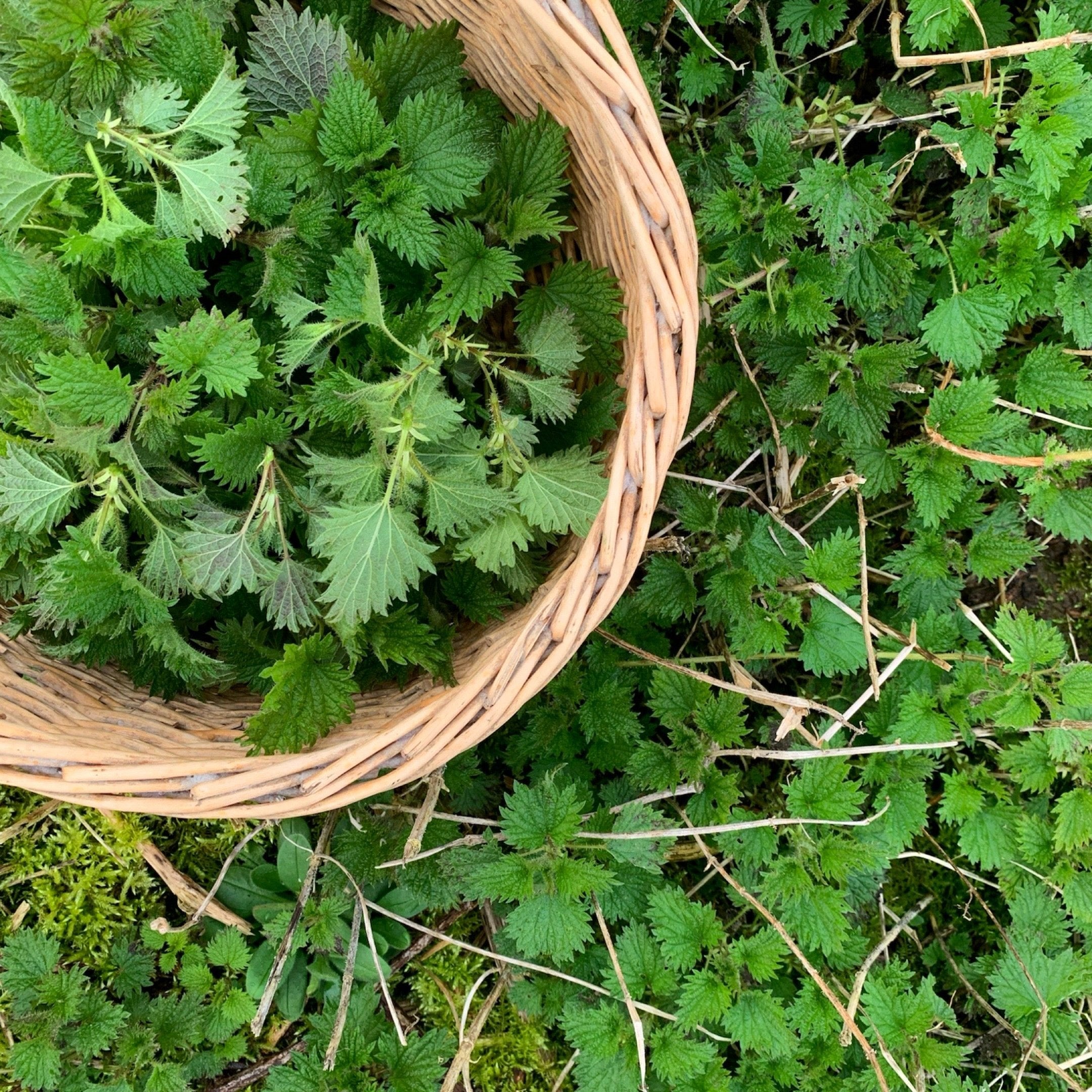 Spring Foraging Walk | 9th March | Sevenoaks