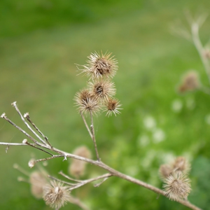 Autumn Foraging Walk | 16th November | Sevenoaks