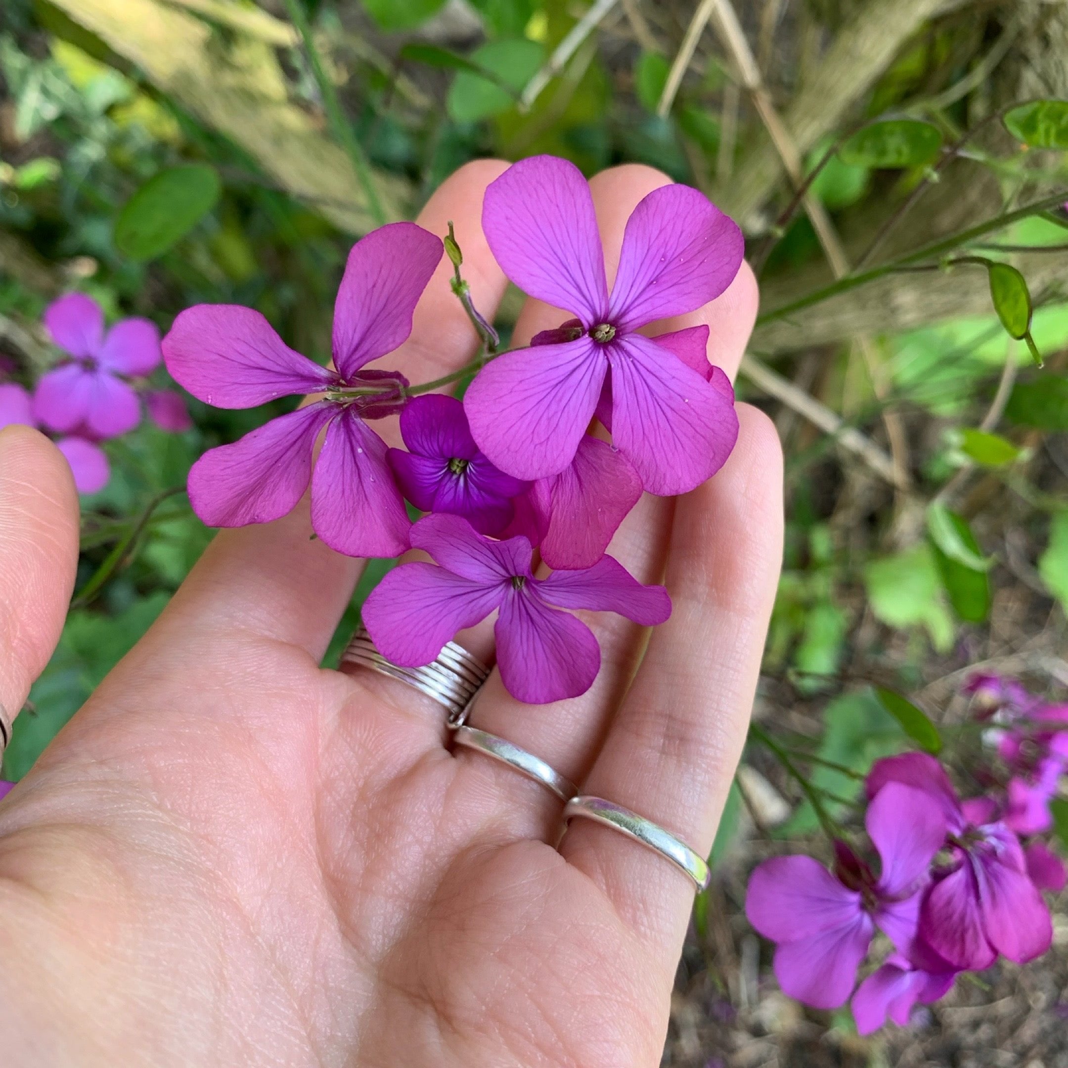 Summer Foraging Walk | 13th July | Sevenoaks