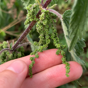 Autumn Foraging Walk | 21st September | Sevenoaks