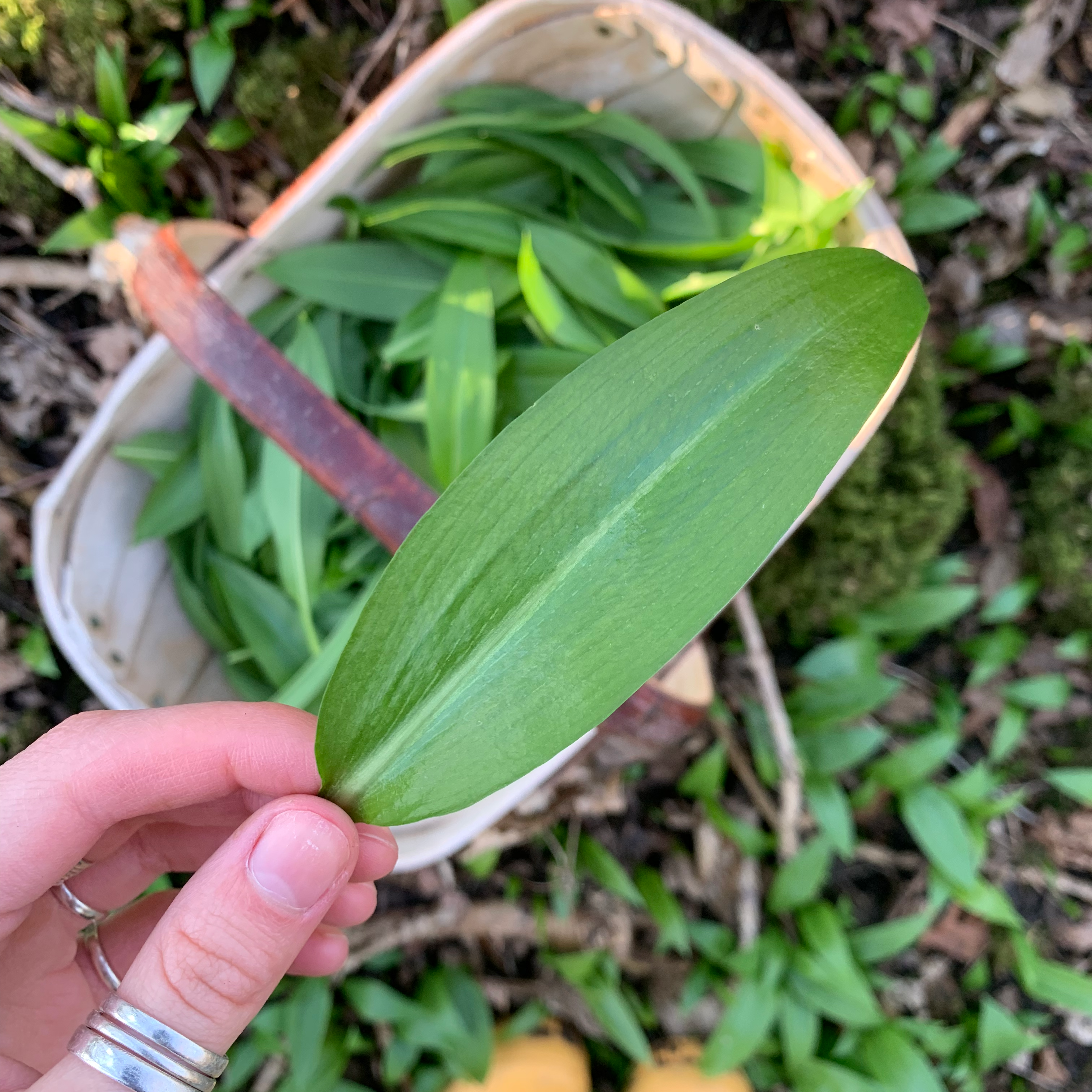 The WILD GARLIC walk #2 | 13th April | Sevenoaks